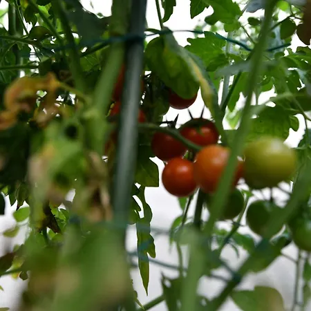 Nyaraló Palomino House Sinj